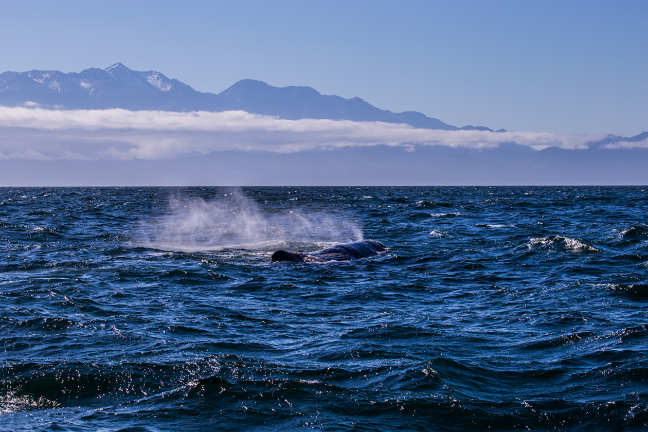  (Kaikoura).<br> .<br>  .