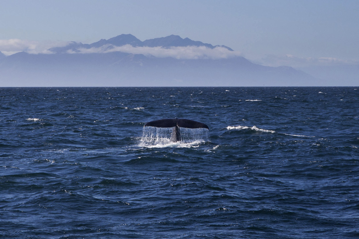  (Kaikoura).<br> .<br>   ,  ,  .