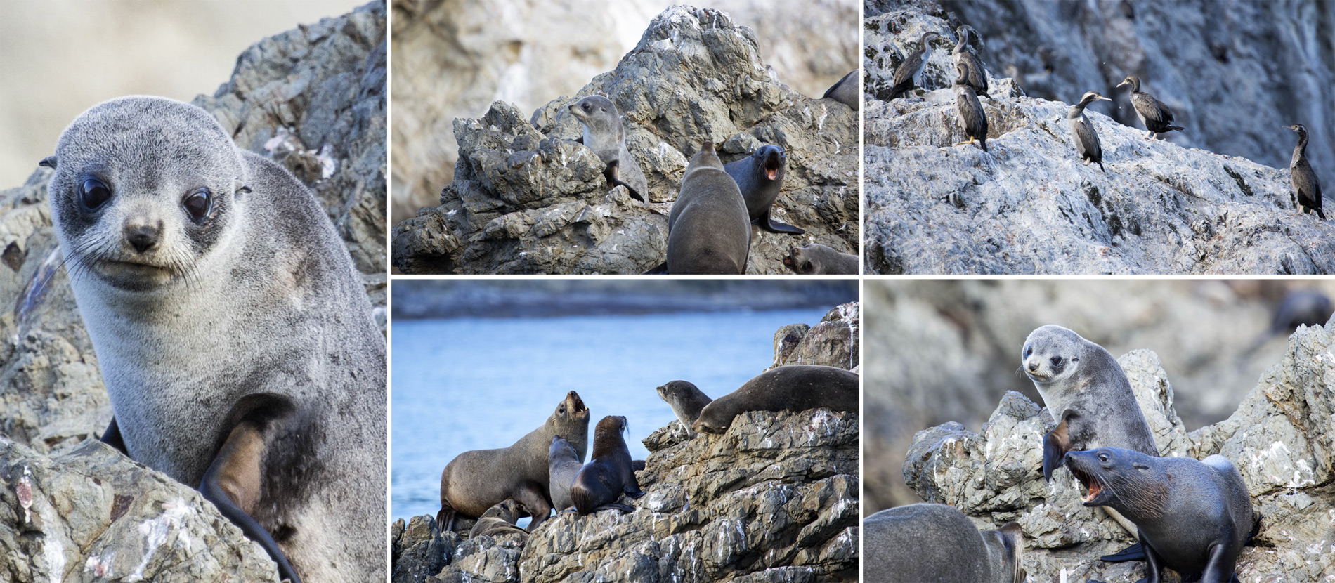  (Kaikoura).<br> .<br>     Panau Island.