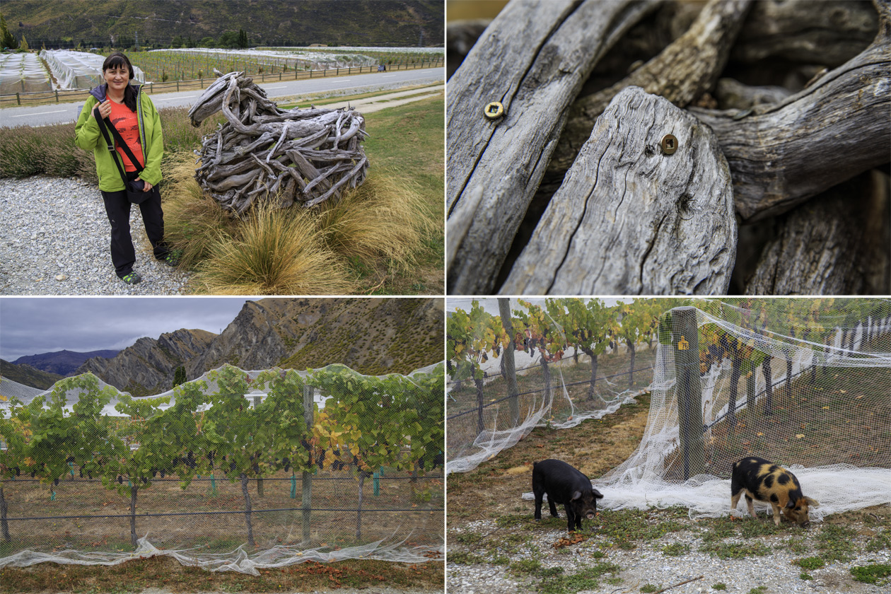      (Milford Sound)       Mt Rosa Wine.<br>  ,   ,    .