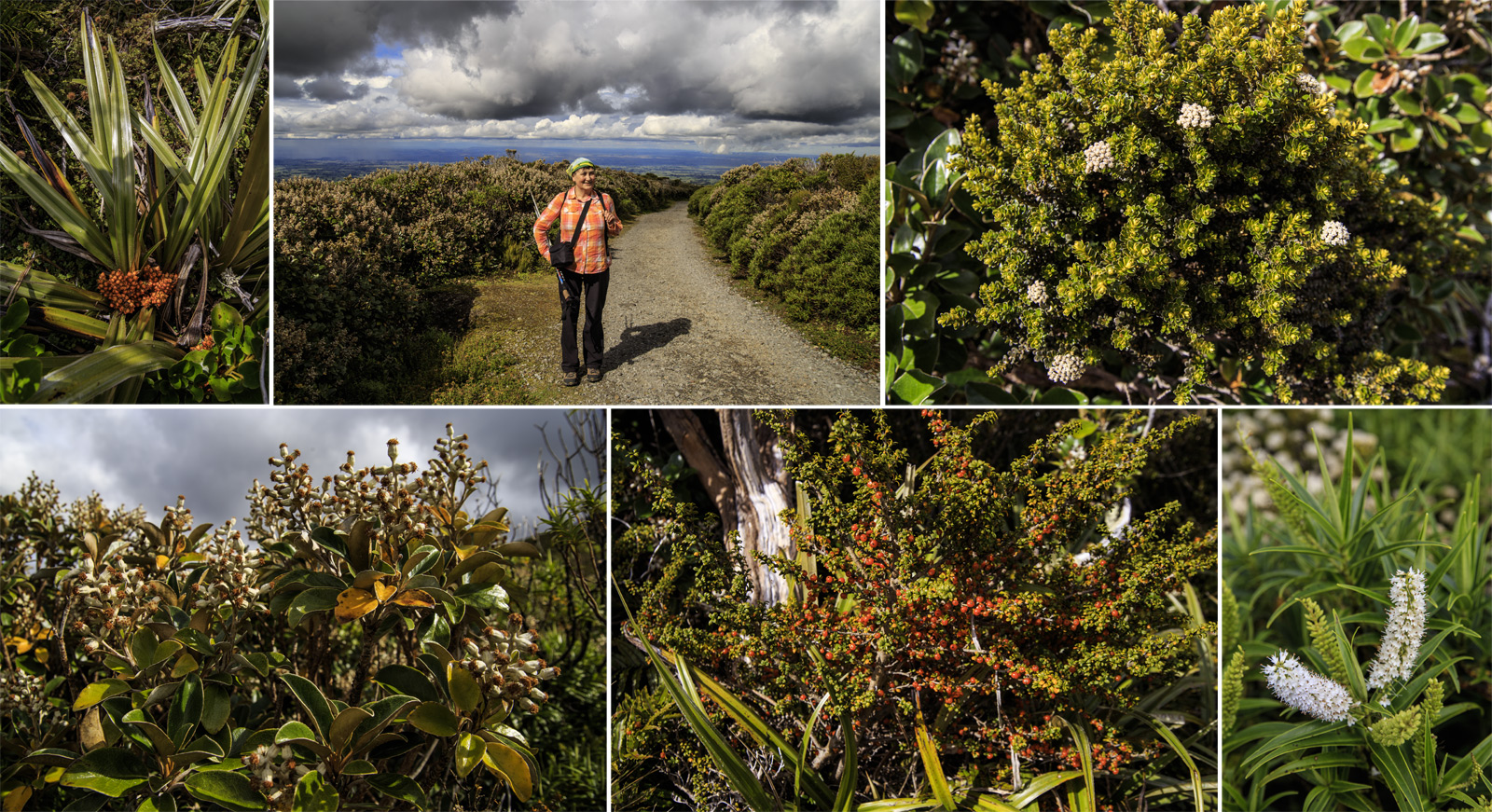     Mt.Egmont/Taranaki.<br>       .