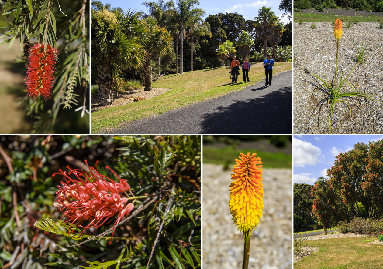      (Auckland Botanic Gardens).