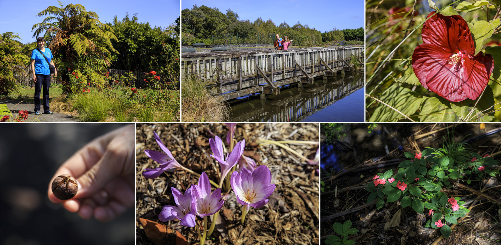      (Auckland Botanic Gardens).