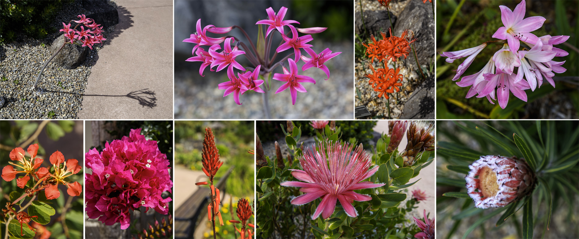      (Auckland Botanic Gardens).<br>.