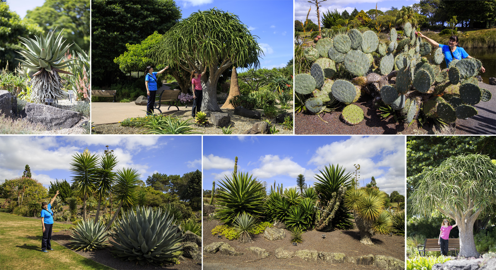      (Auckland Botanic Gardens).<br>  .