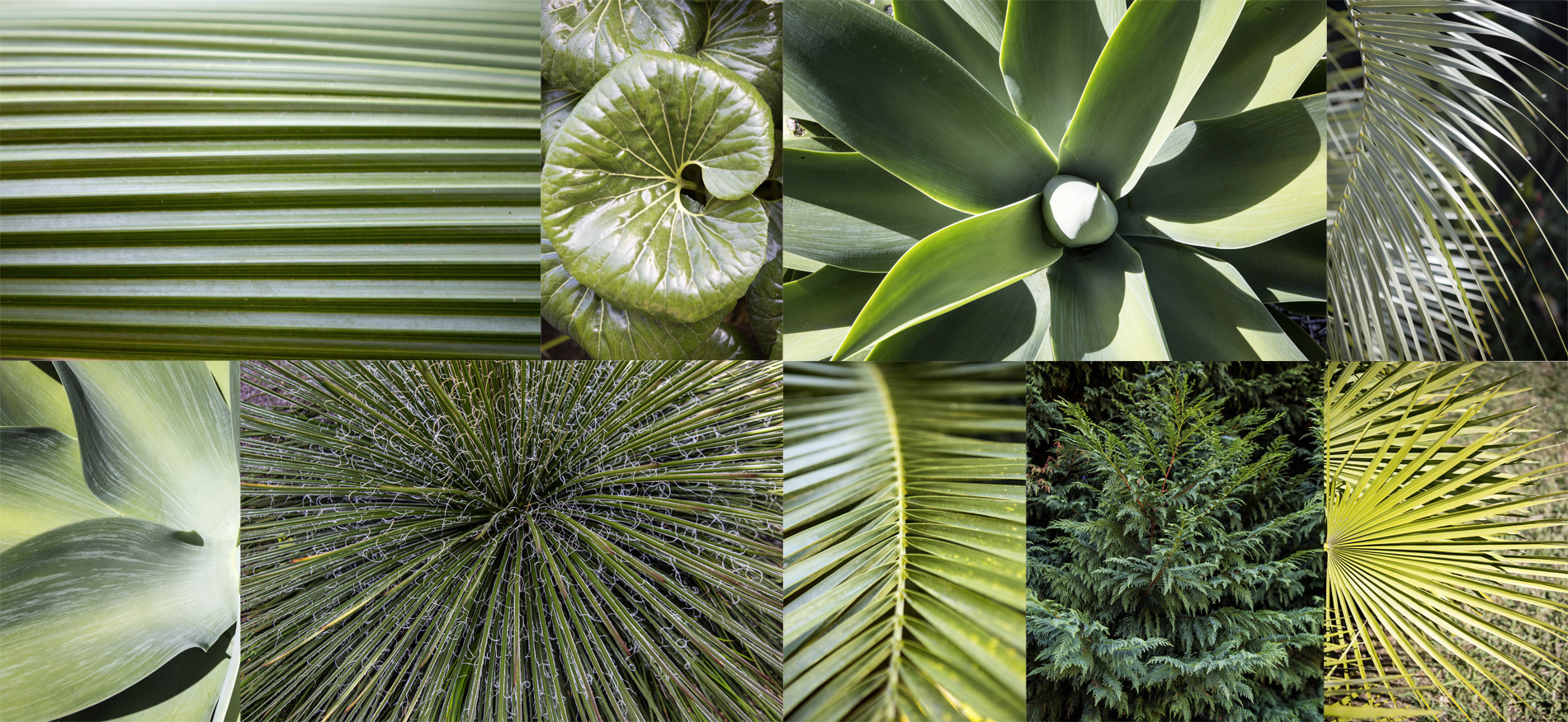      (Auckland Botanic Gardens).