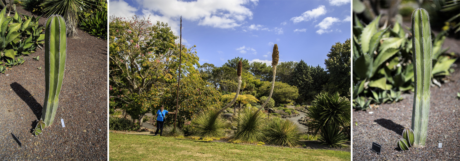      (Auckland Botanic Gardens).<br>-   ...