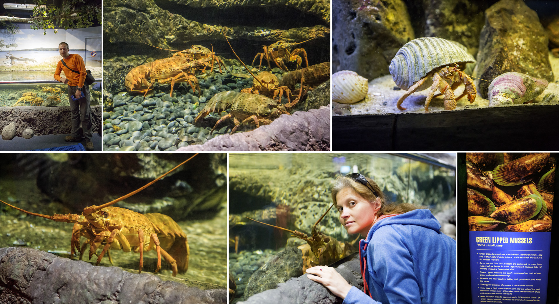  (Auckland).<br> Kelly Tarlton's SEA LIFE Aquarium.<br>  .