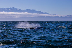  (Kaikoura).  .   .