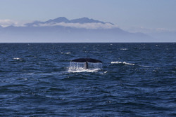  (Kaikoura).  .    ,  ,  .