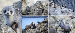  (Kaikoura).  .      Panau Island.