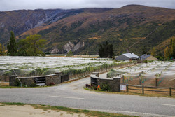      (Milford Sound)       Mt Rosa Wine.