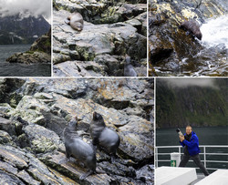      (Milford Sound).      .