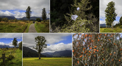     (Lake Matheson).        ,       .