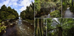     (Lake Matheson).<br>, ,   .