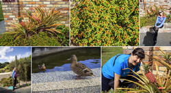      (Auckland Botanic Gardens).  .