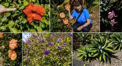      (Auckland Botanic Gardens).     .