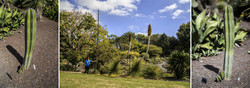      (Auckland Botanic Gardens). -   ...