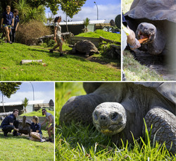  (Auckland).    (Auckland Zoo).    -  .         () .