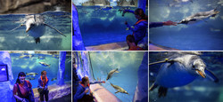  (Auckland).  Kelly Tarlton's SEA LIFE Aquarium.  .