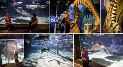  (Auckland).  Kelly Tarlton's SEA LIFE Aquarium.         .