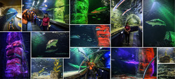  (Auckland).  Kelly Tarlton's SEA LIFE Aquarium.    ,     .