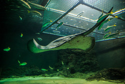  (Auckland).  Kelly Tarlton's SEA LIFE Aquarium.                  .