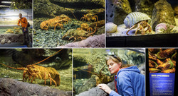  (Auckland).  Kelly Tarlton's SEA LIFE Aquarium.   .