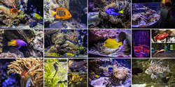  (Auckland).  Kelly Tarlton's SEA LIFE Aquarium.     .