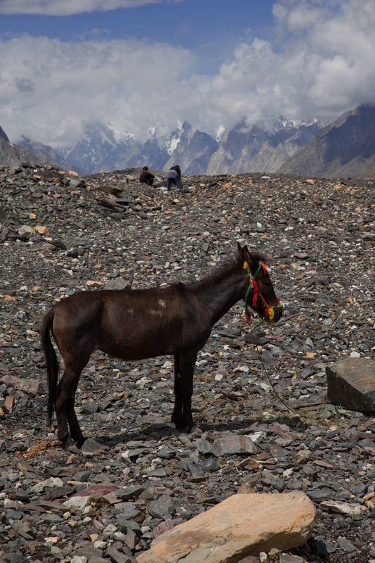        (Concordia)     (Baltoro Glacier).<br>  .