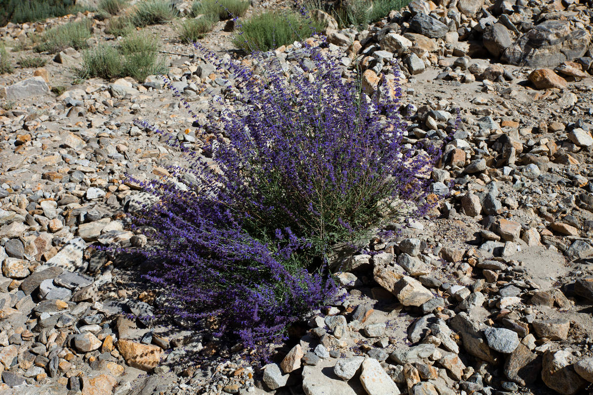         (Biaho Lungpa)    (Paiju)   (Jola).