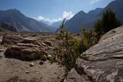          (Biafo Glacier).