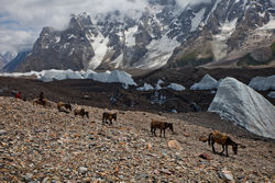   (Baltoro Glacier).<br>     I (Goro I).