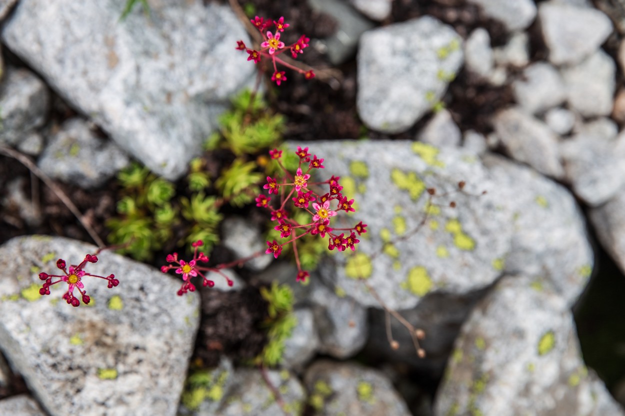   (Saxifraga kolenatiana)      .