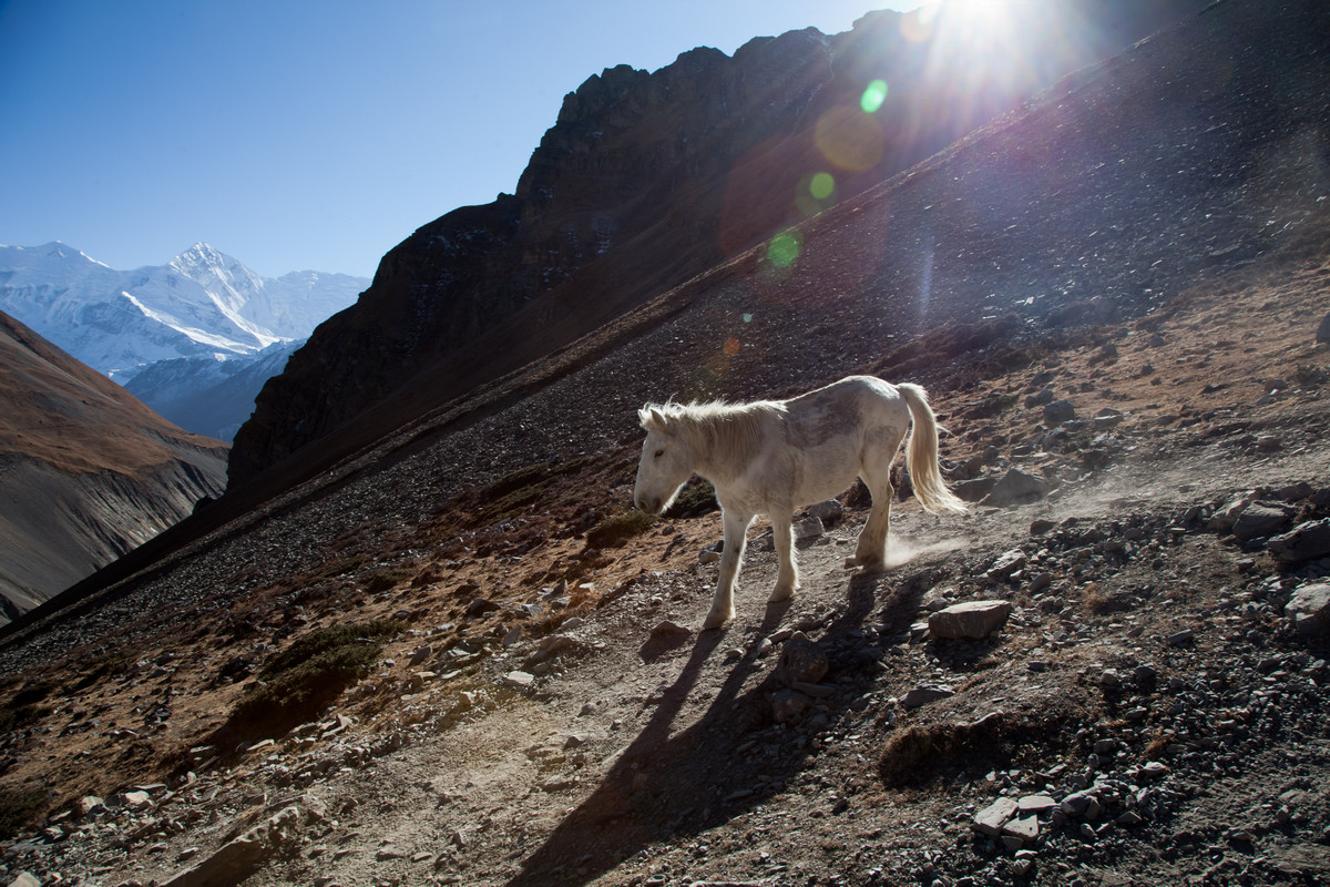  ,        Thorung Phedi (Base Camp).