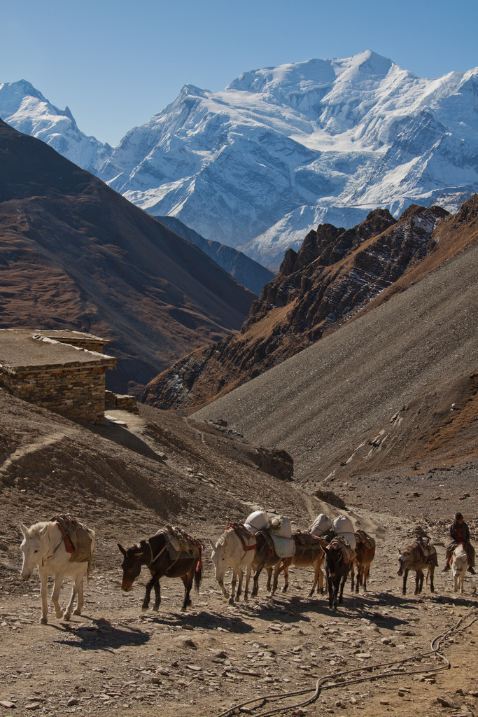   Thorung Phedi  High Camp. , ,    ,  .