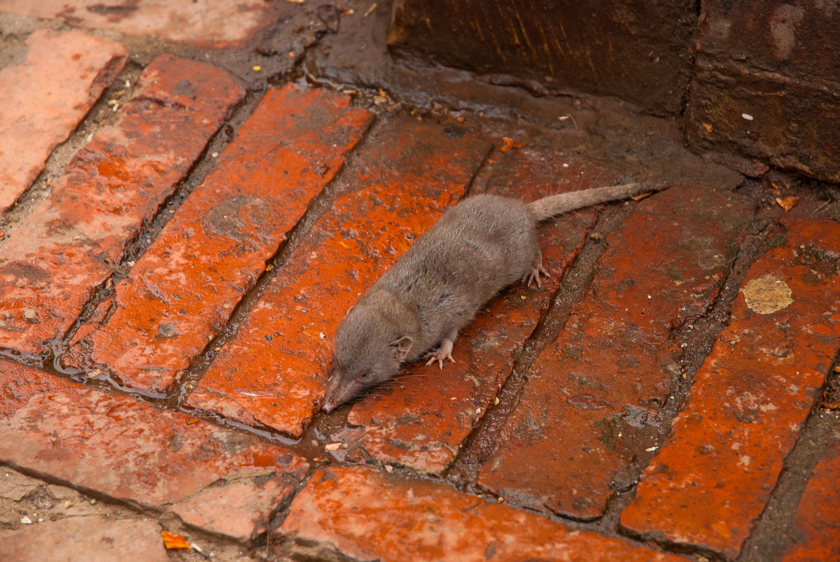     (Pothan Durbar Square). .