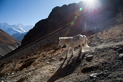  ,        Thorung Phedi (Base Camp).