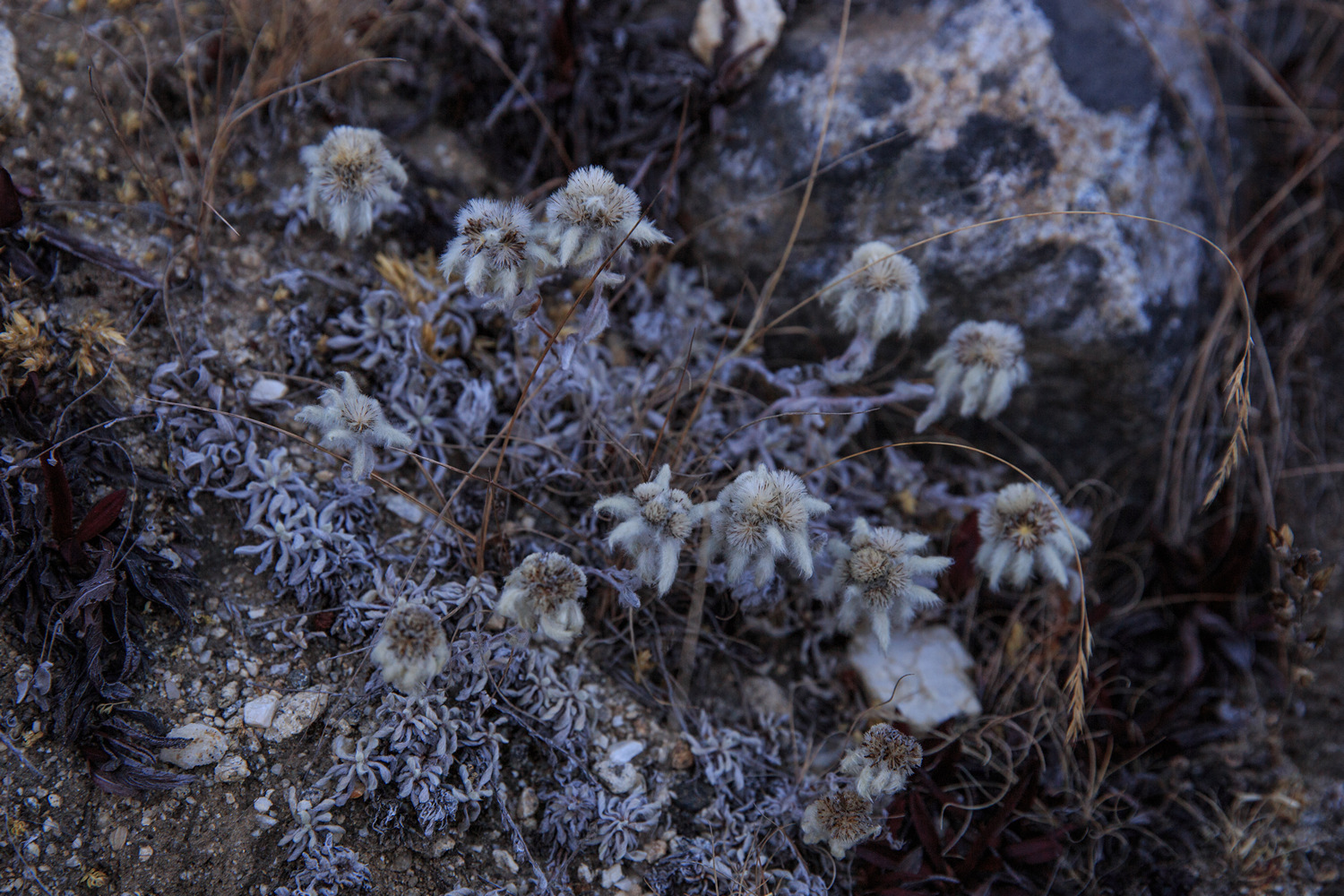         (Lobuche East)   (Dughla).