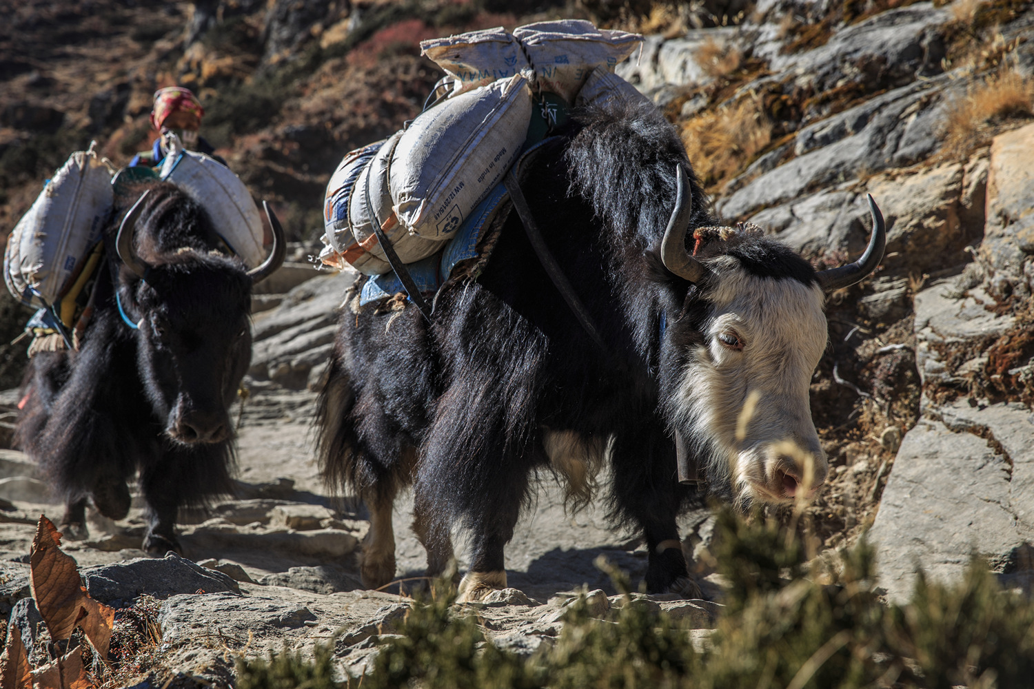       Imja Khola   Shomare     (Pangboche).