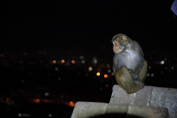  (Kathmandu).   (Swayambhunath).        .